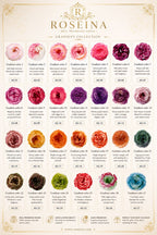Austin - Gradient Color Collection