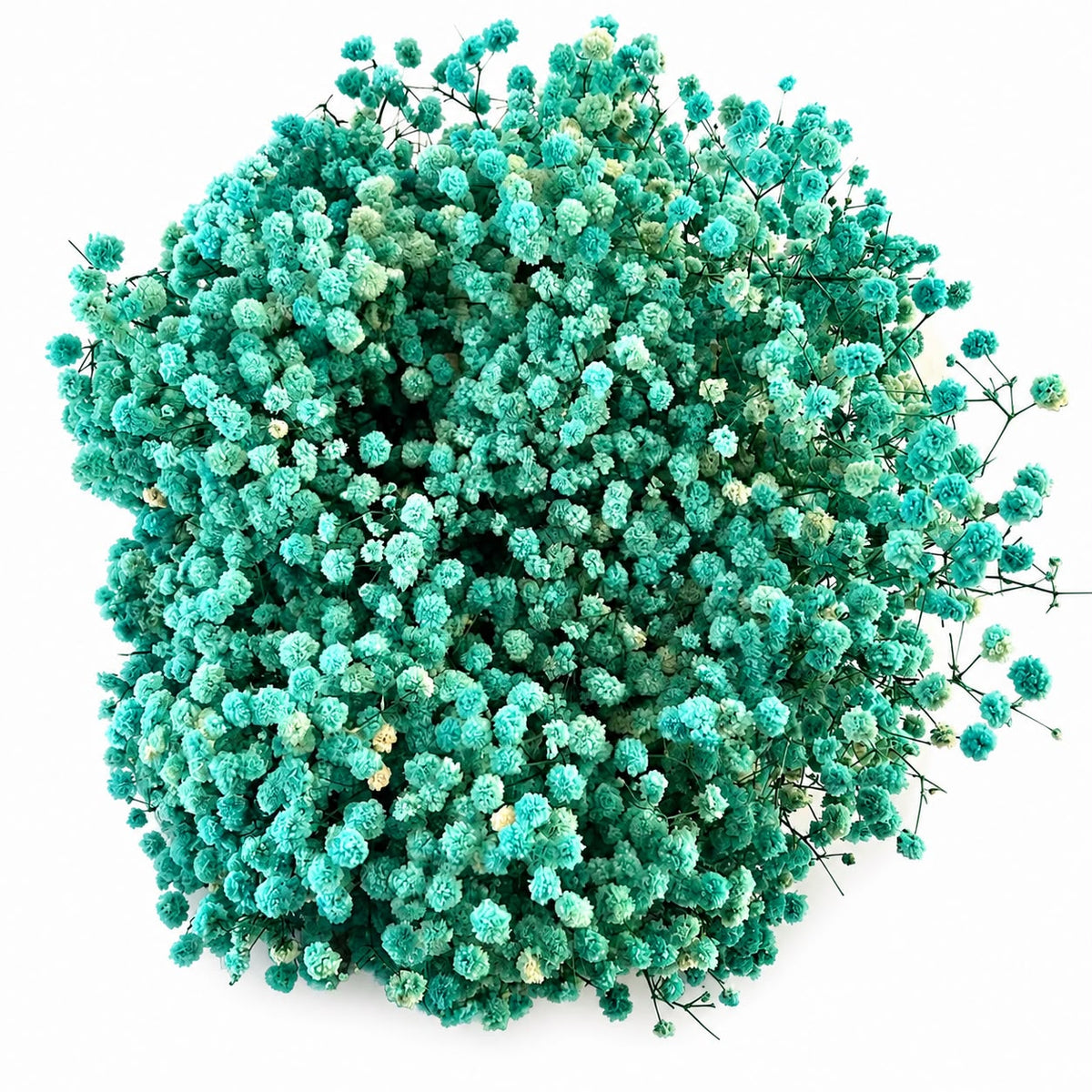 Baby Breath