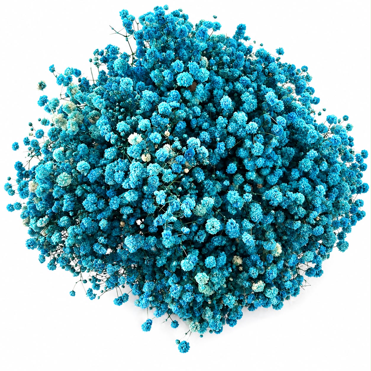 Baby Breath