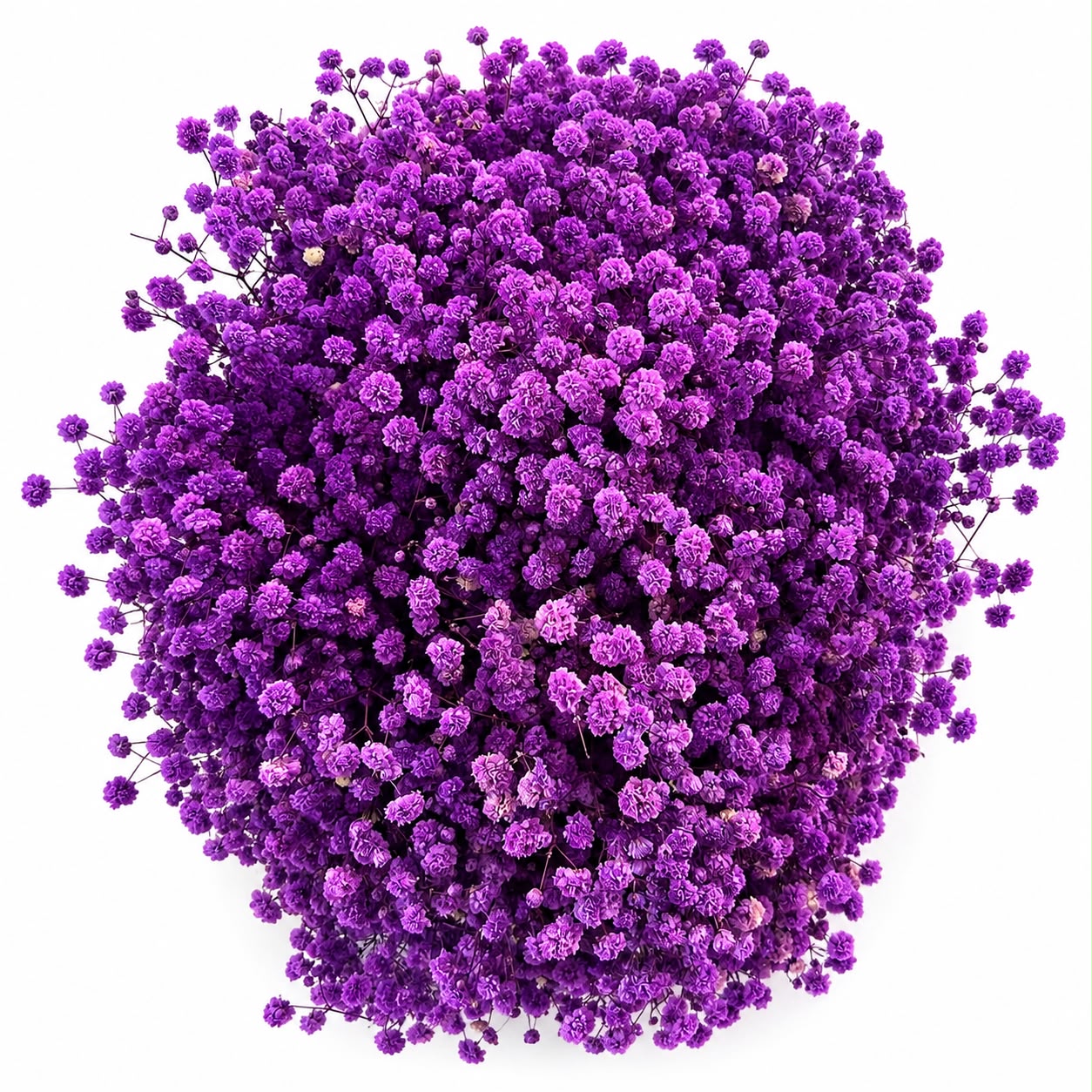 Baby Breath