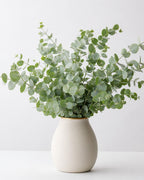 Eucalyptus Parvifolia