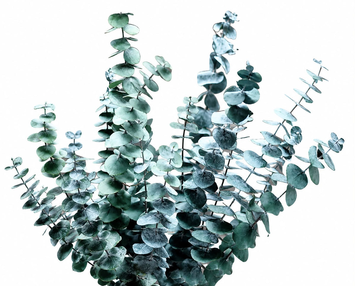 Eucalyptus Parvifolia