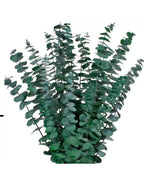 Eucalyptus Parvifolia