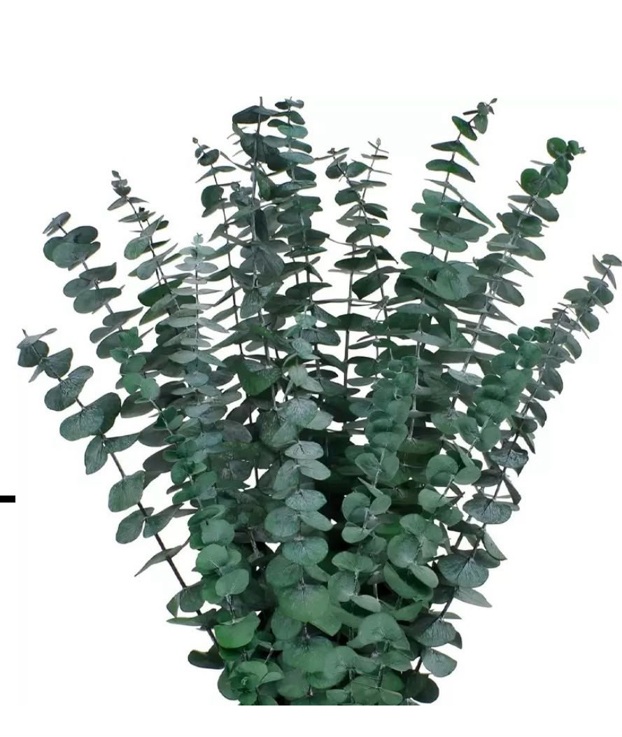 Eucalyptus Parvifolia