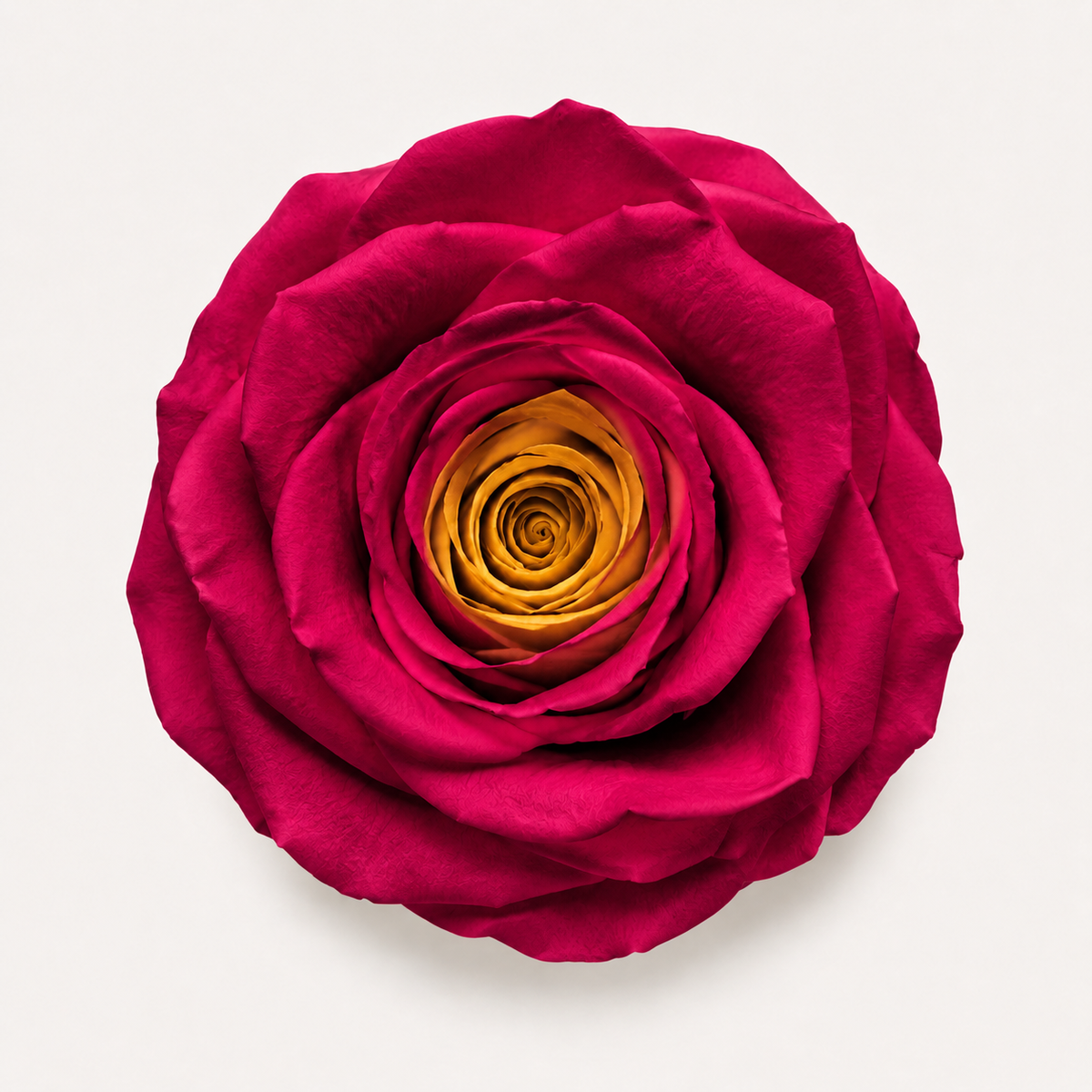 Special Rose Collection