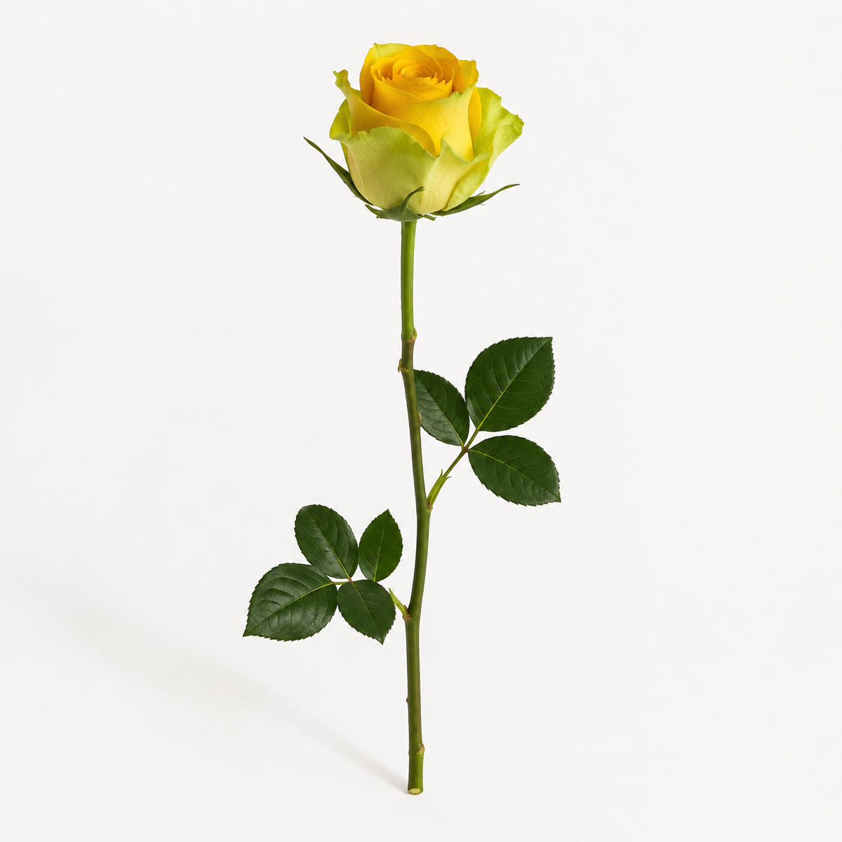 Gradient and Abstract Color Rose Collection