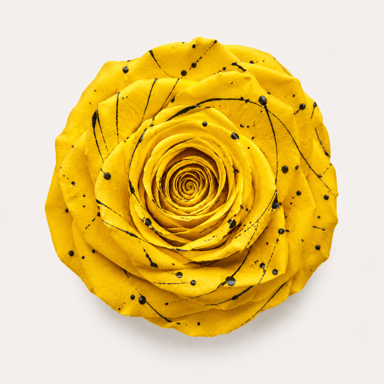 Gradient and Abstract Color Rose Collection