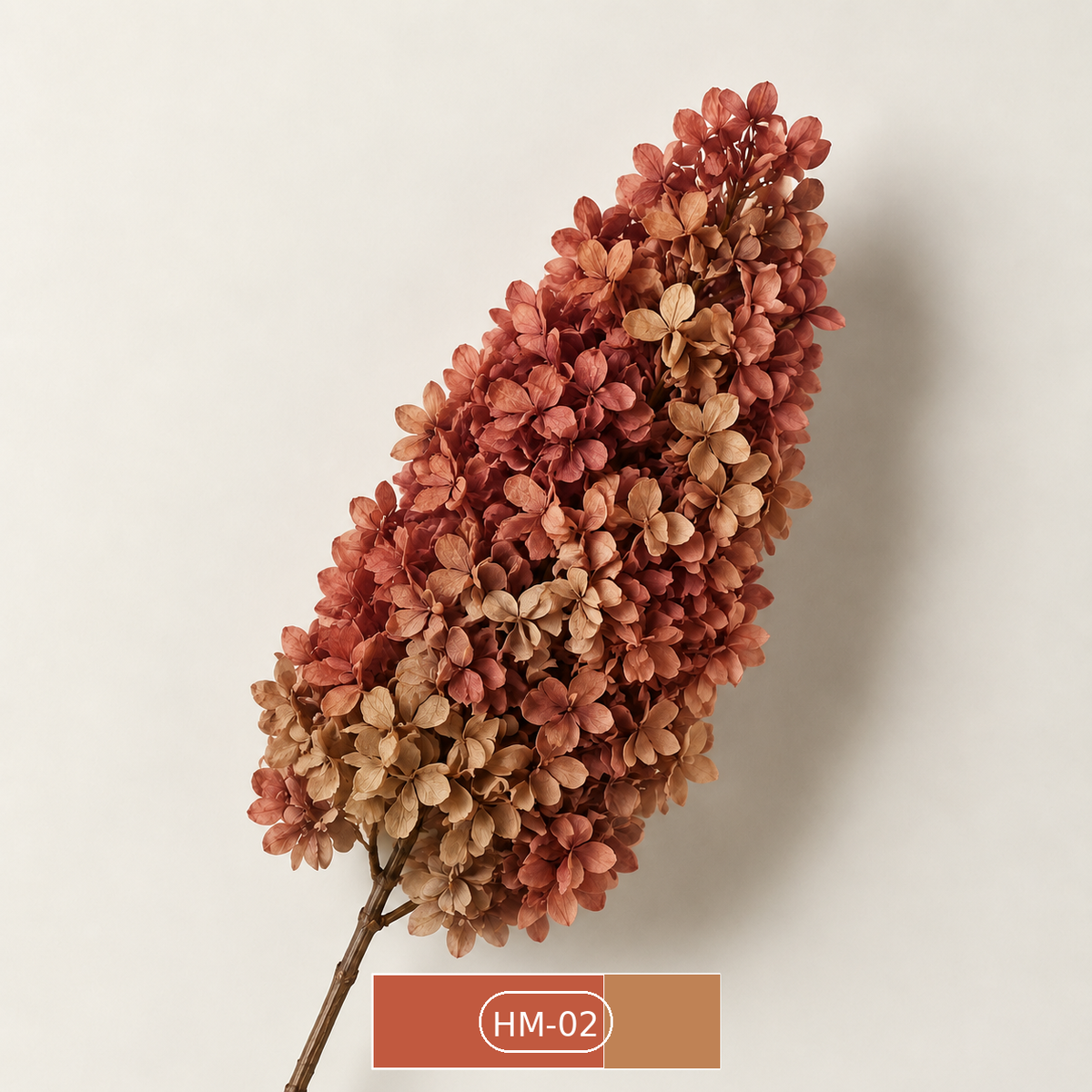 Hydrangea - Multicolor Collection I