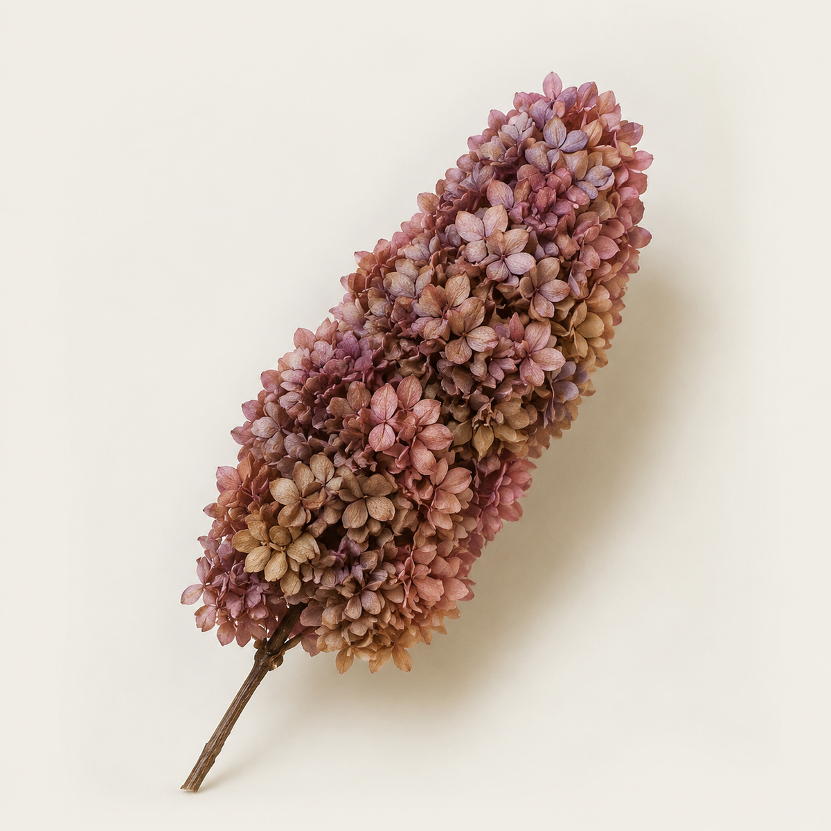 Hydrangea - Multicolor Collection I