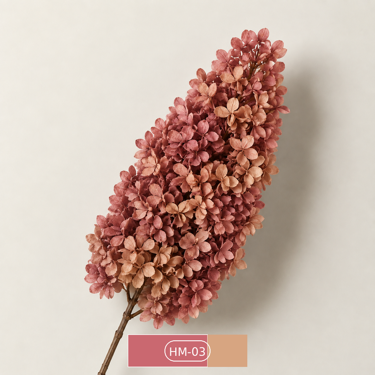Hydrangea - Multicolor Collection I