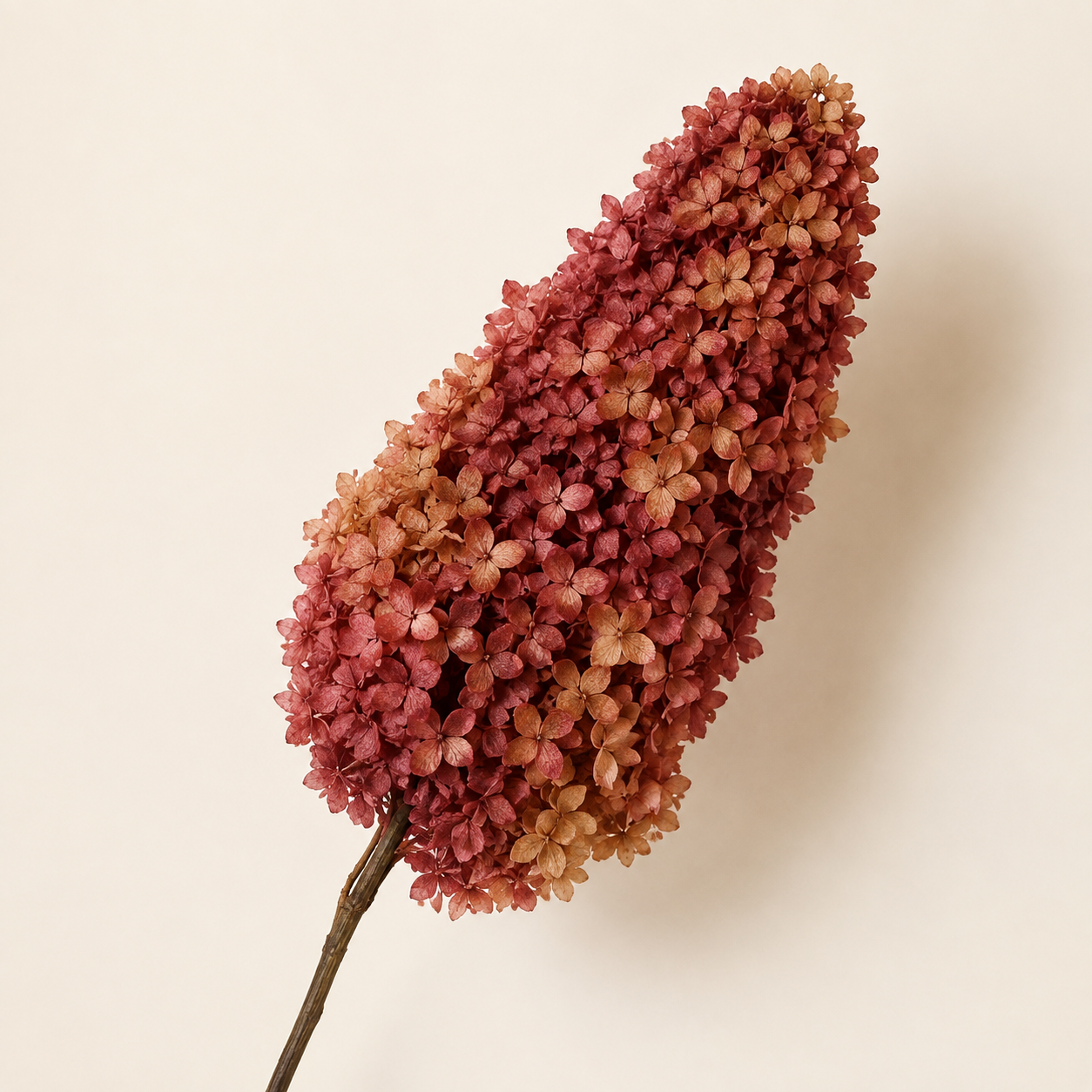 Hydrangea - Multicolor Collection I