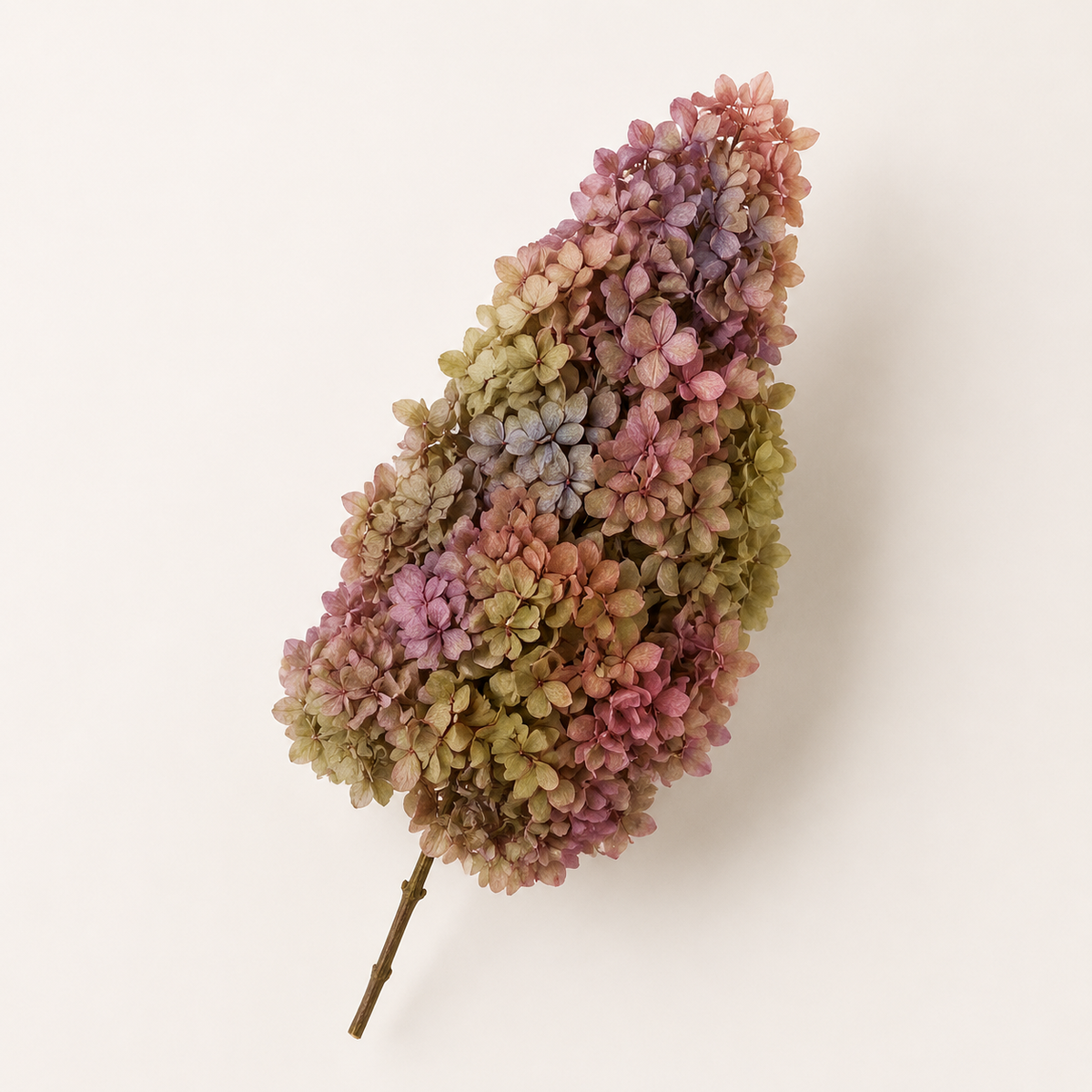 Hydrangea - Multicolor Collection I