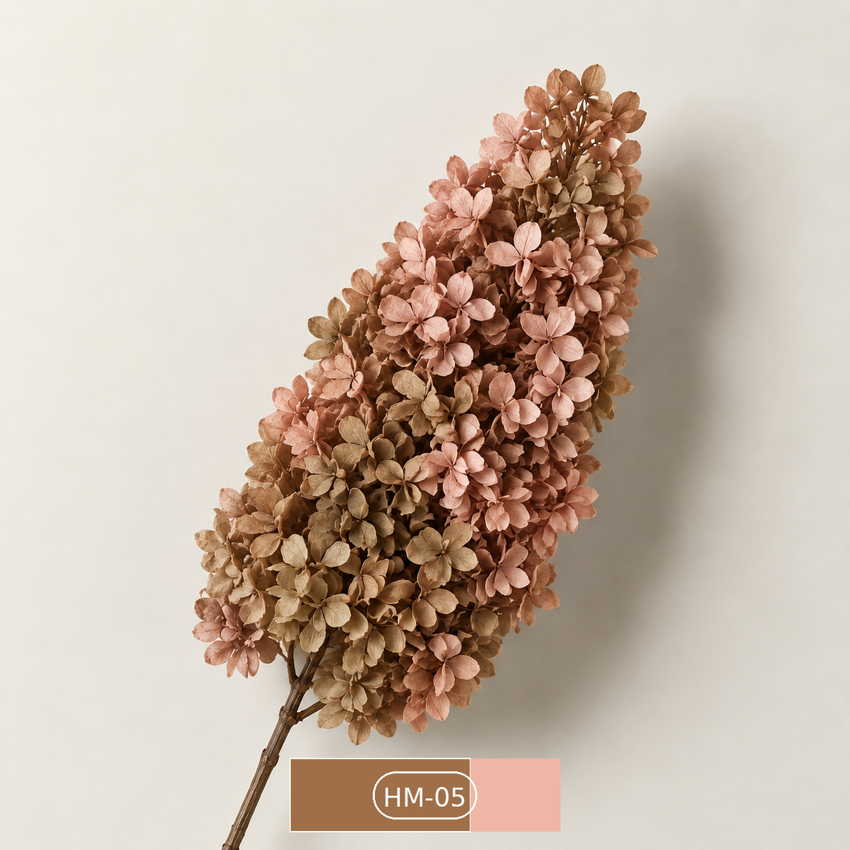 Hydrangea - Multicolor Collection I