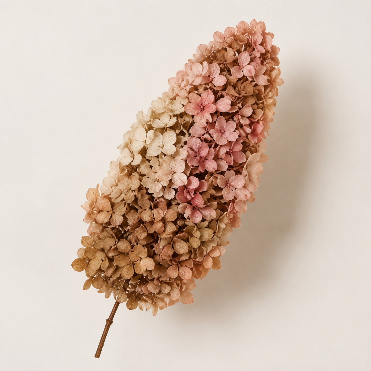 Hydrangea - Multicolor Collection I