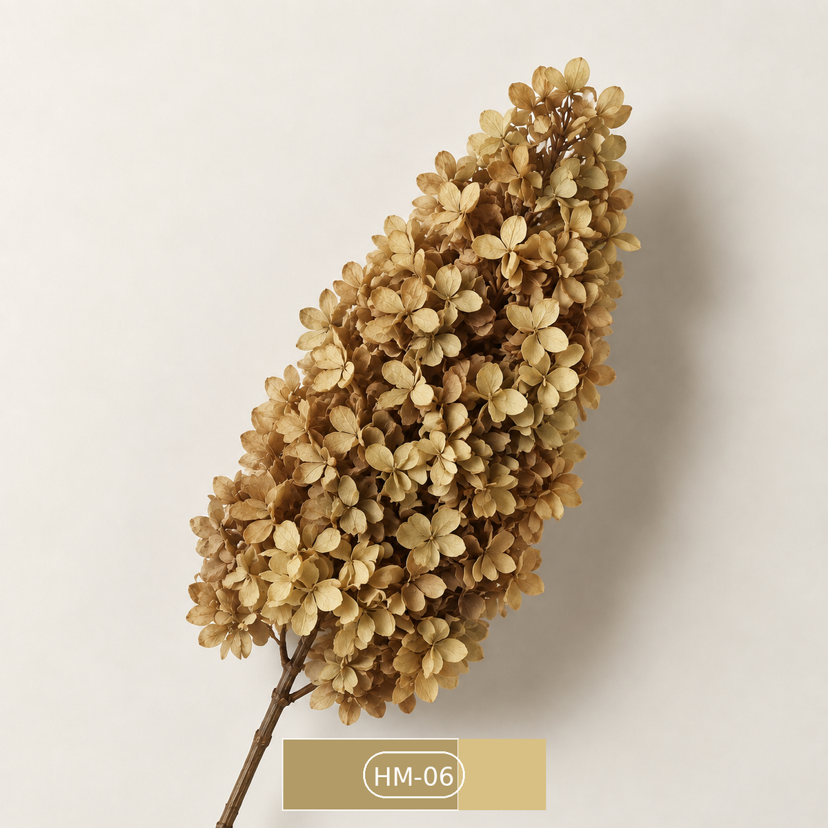 Hydrangea - Multicolor Collection I