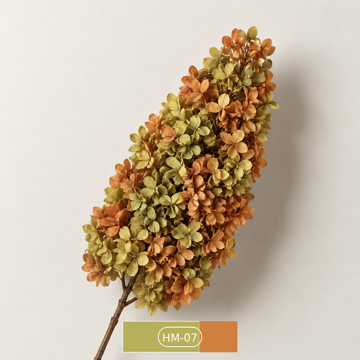 Hydrangea - Multicolor Collection I