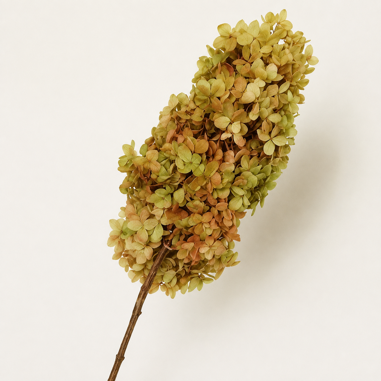Hydrangea - Multicolor Collection I