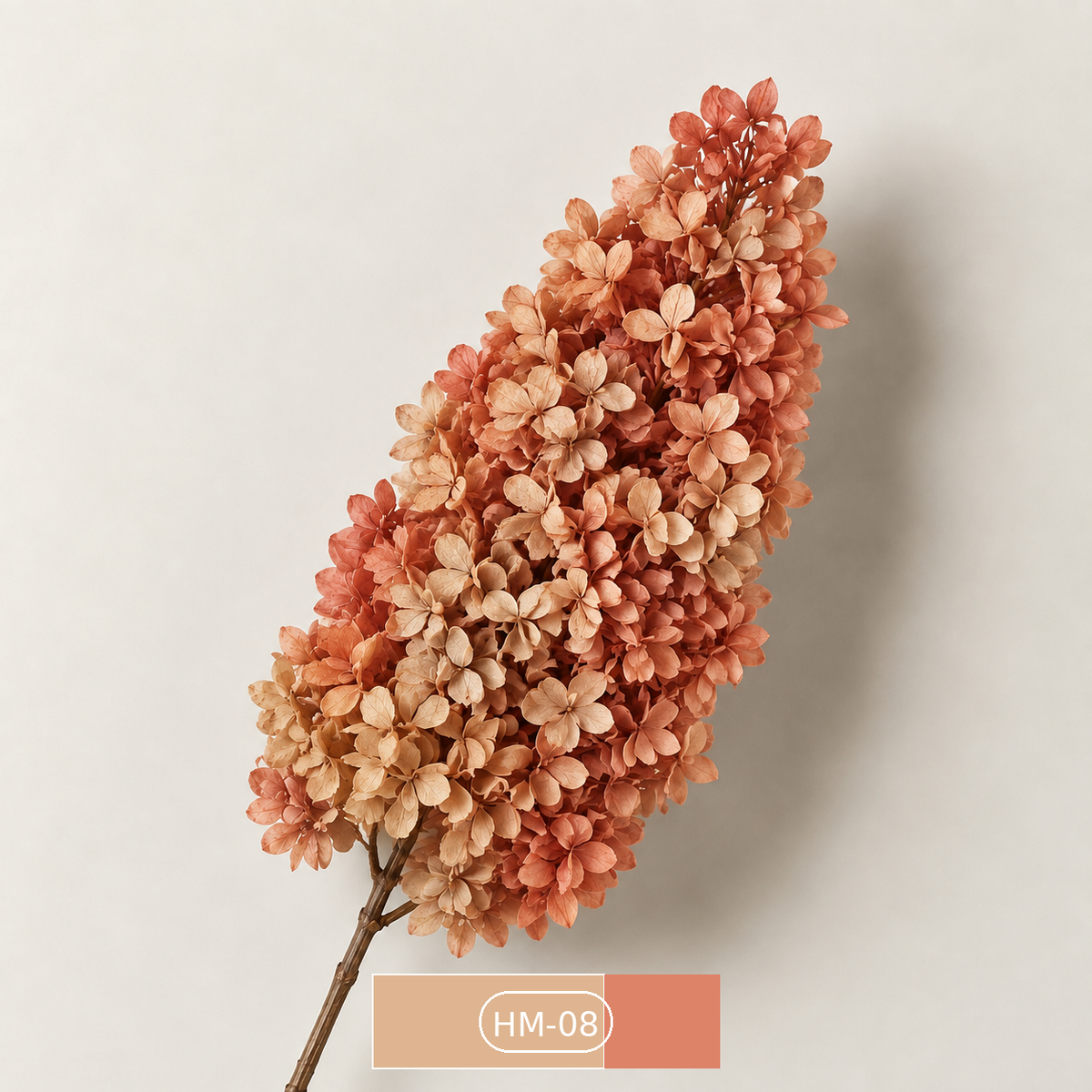 Hydrangea - Multicolor Collection I