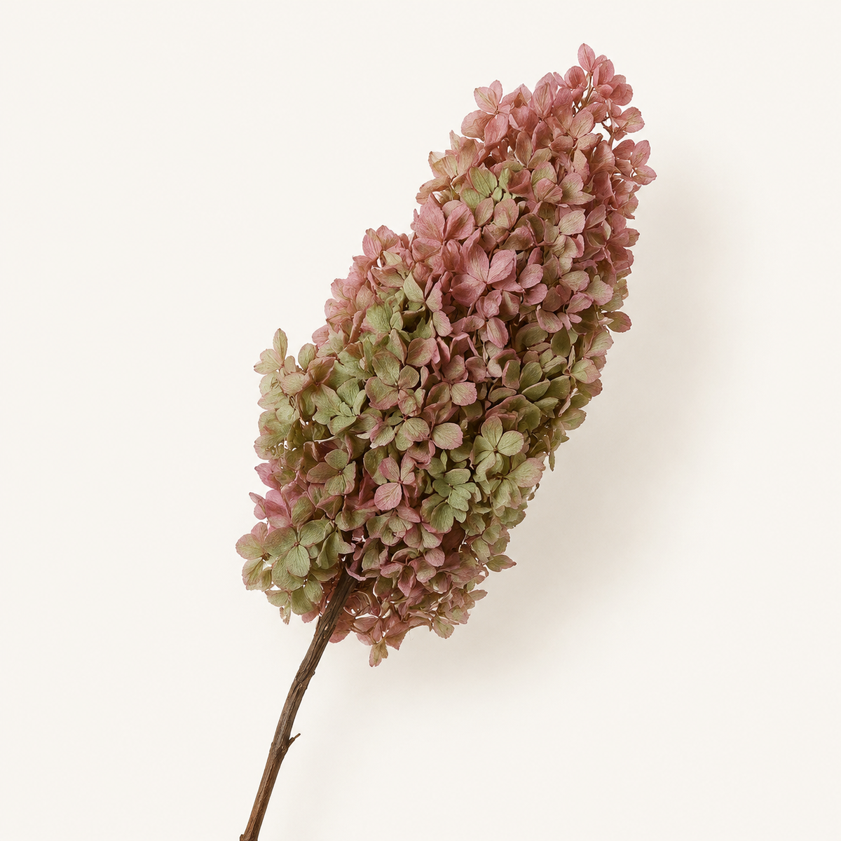 Hydrangea - Multicolor Collection I