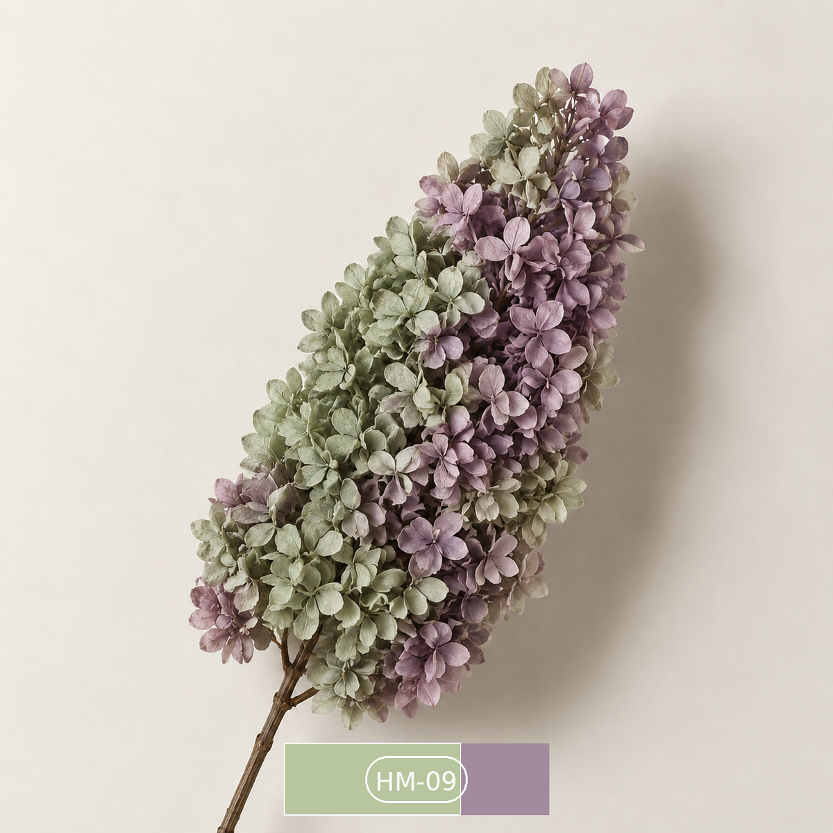 Hydrangea - Multicolor Collection I