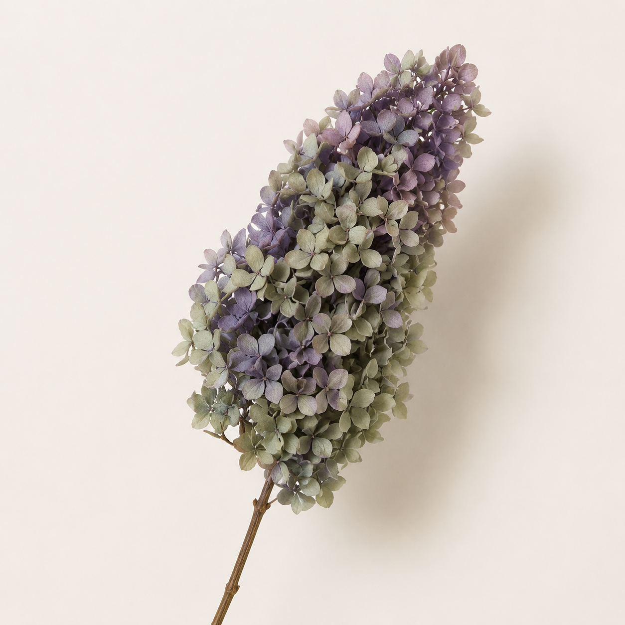 Hydrangea - Multicolor Collection I