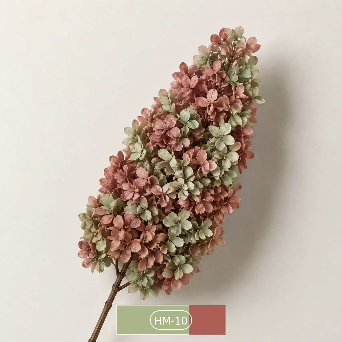 Hydrangea - Multicolor Collection I