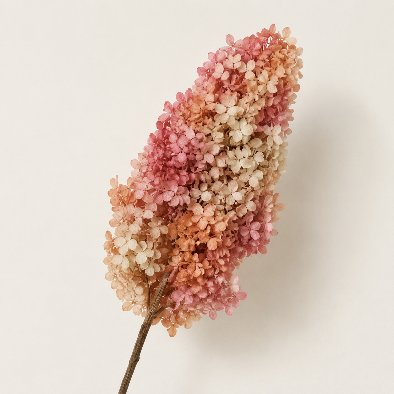 Hydrangea - Multicolor Collection I