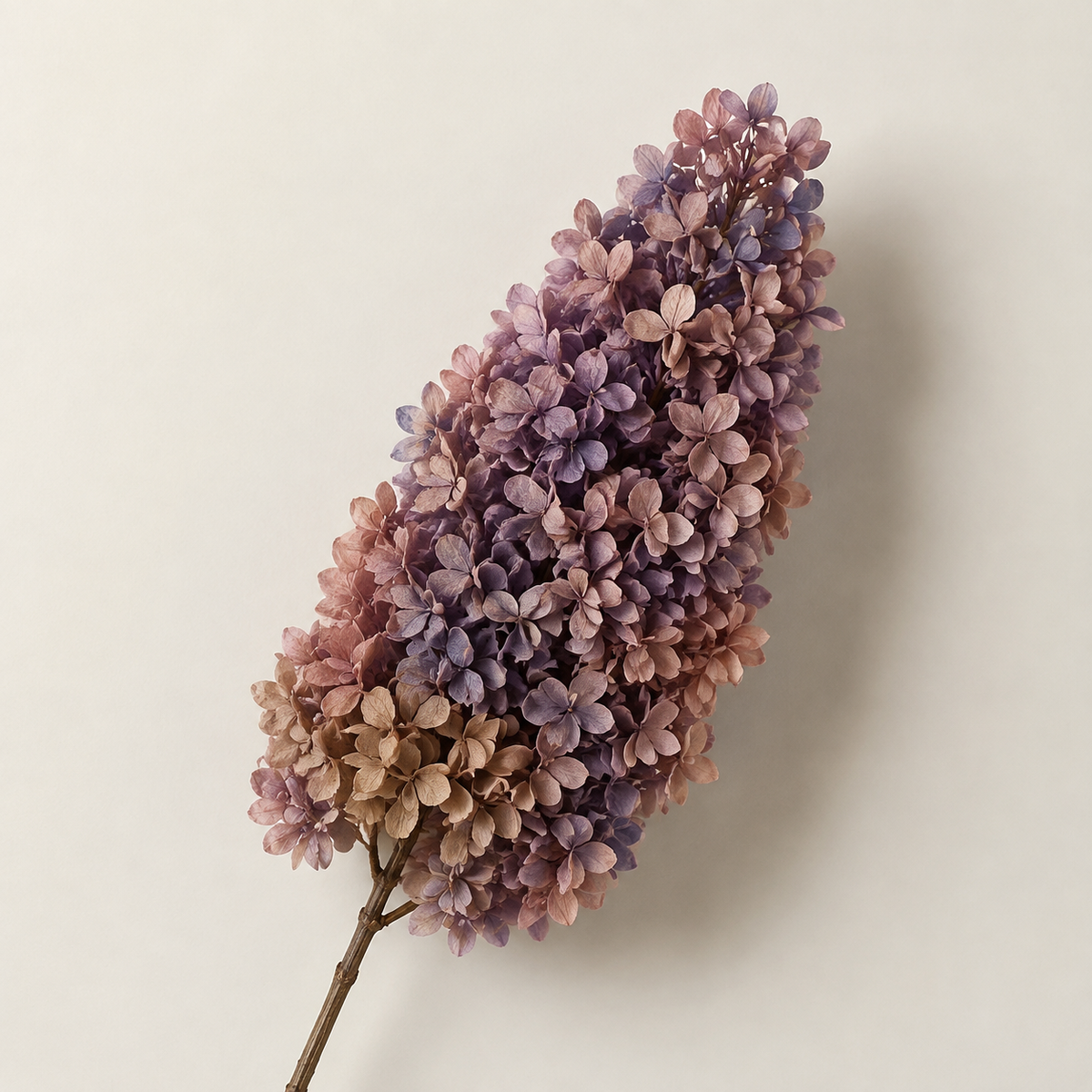 Hydrangea - Multicolor Collection I