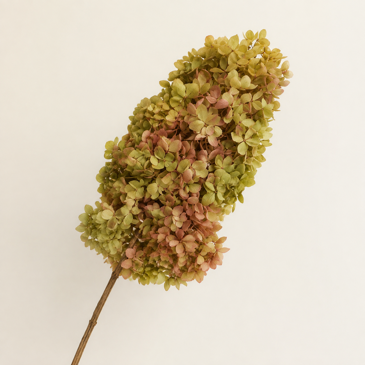 Hydrangea - Multicolor Collection I