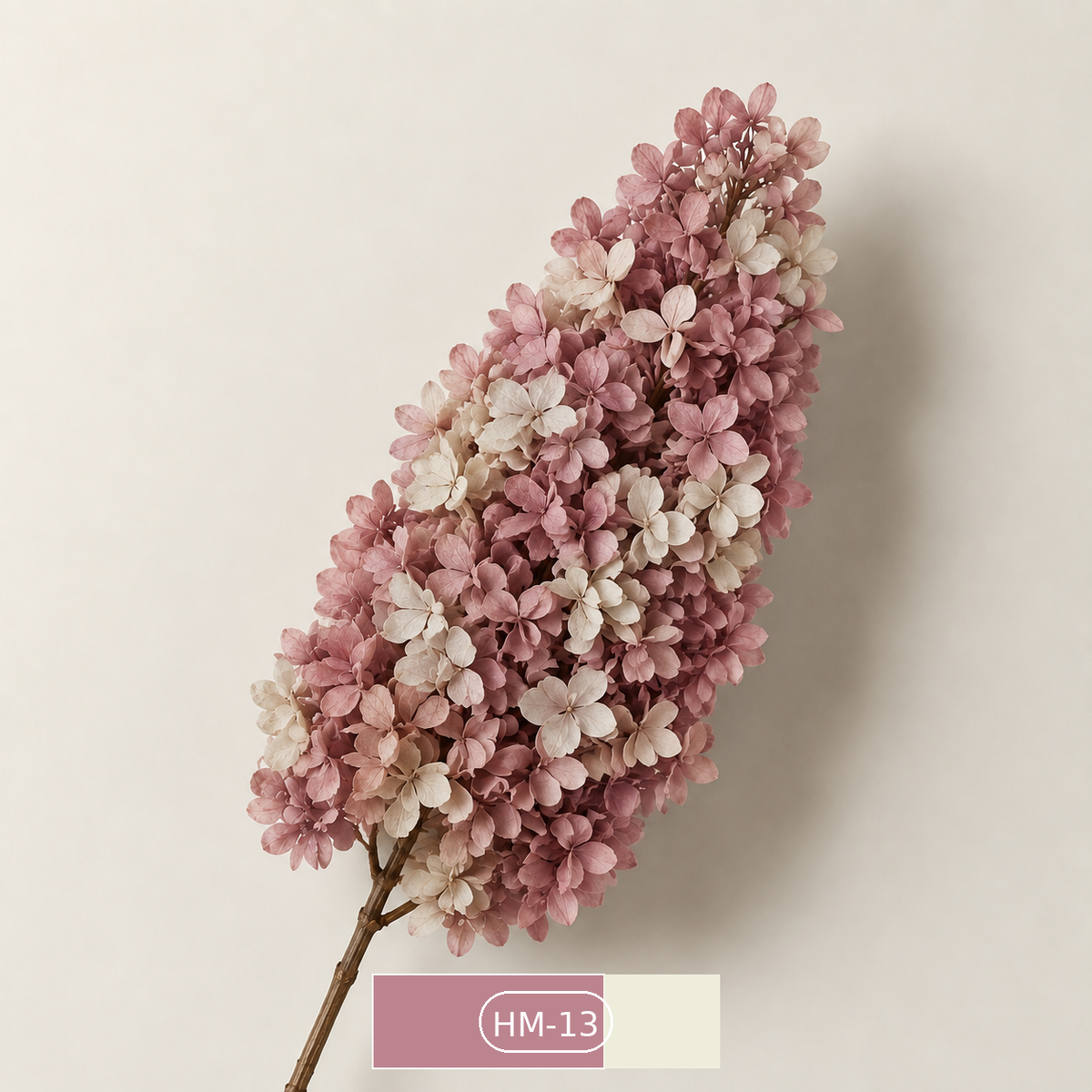 Hydrangea - Multicolor Collection I