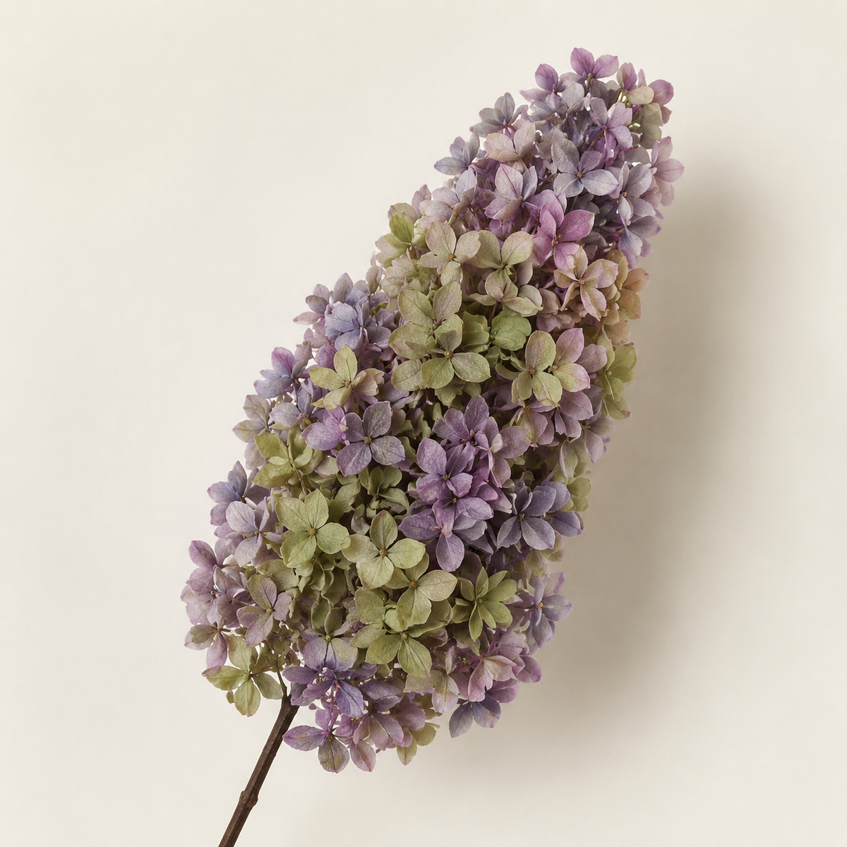 Hydrangea - Multicolor Collection I