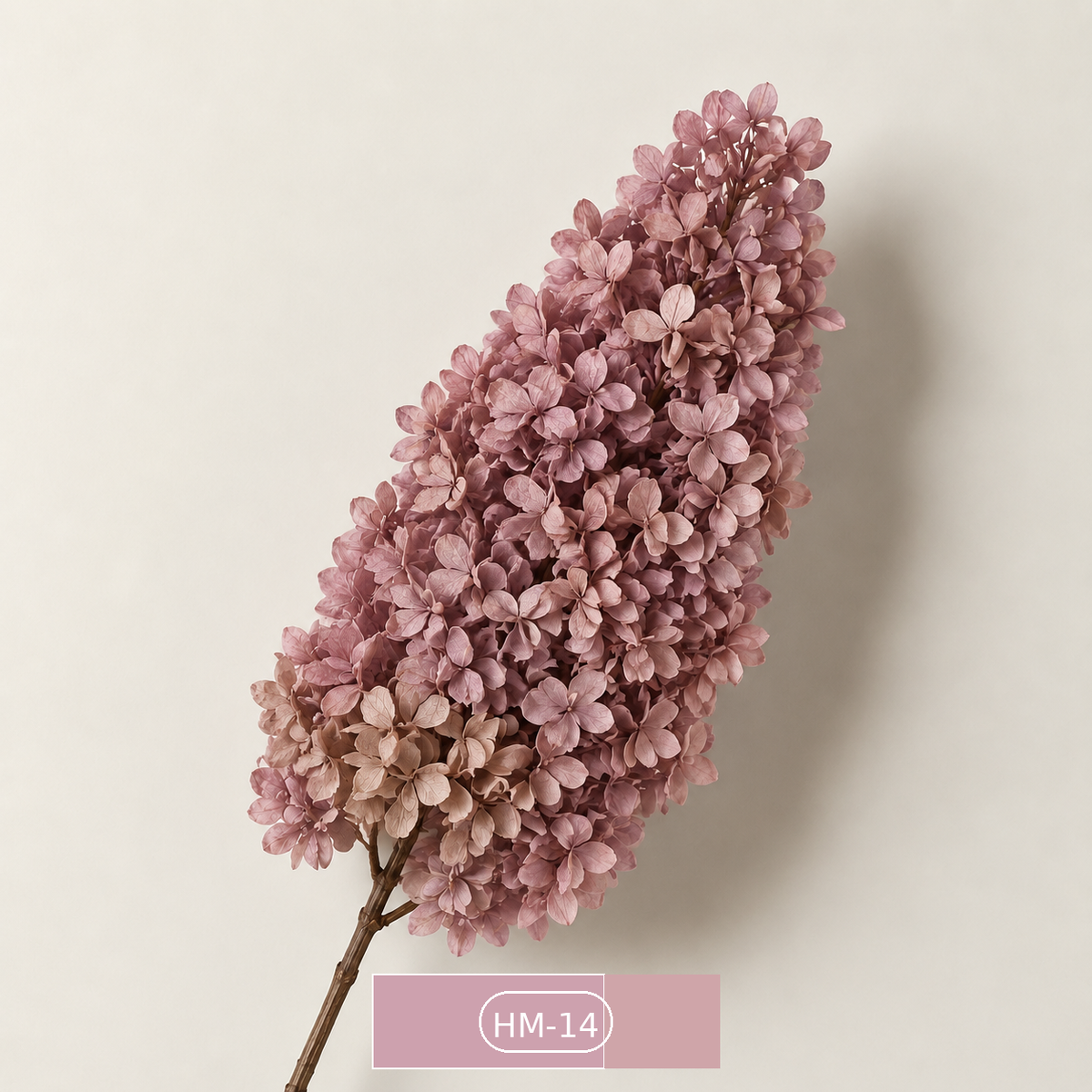 Hydrangea - Multicolor Collection I