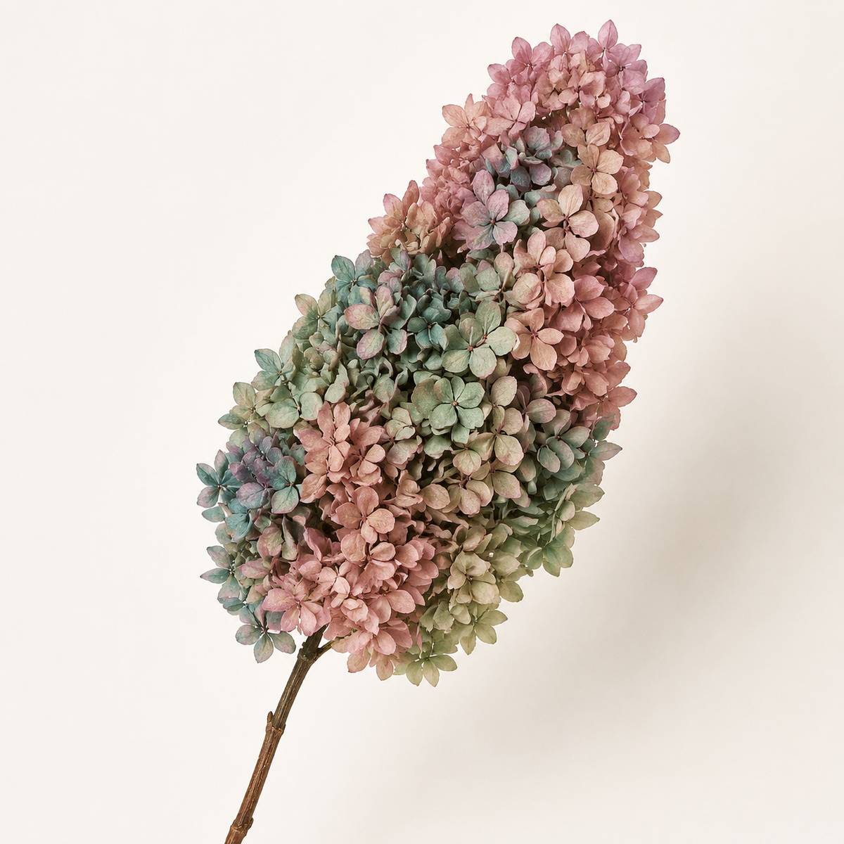 Hydrangea - Multicolor Collection I