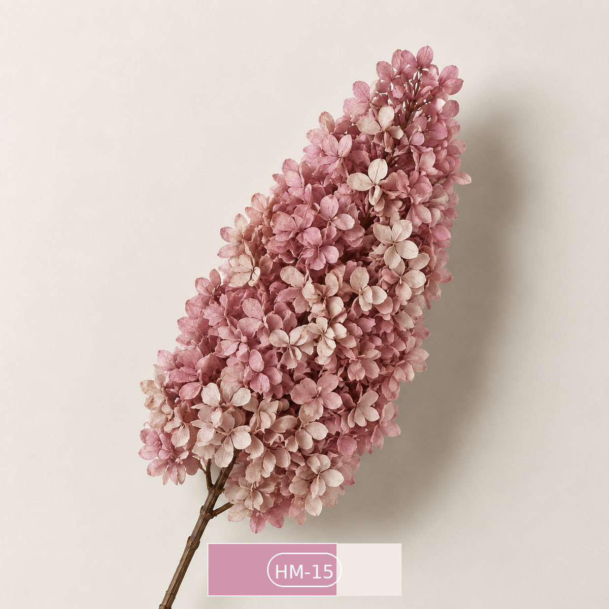 Hydrangea - Multicolor Collection I