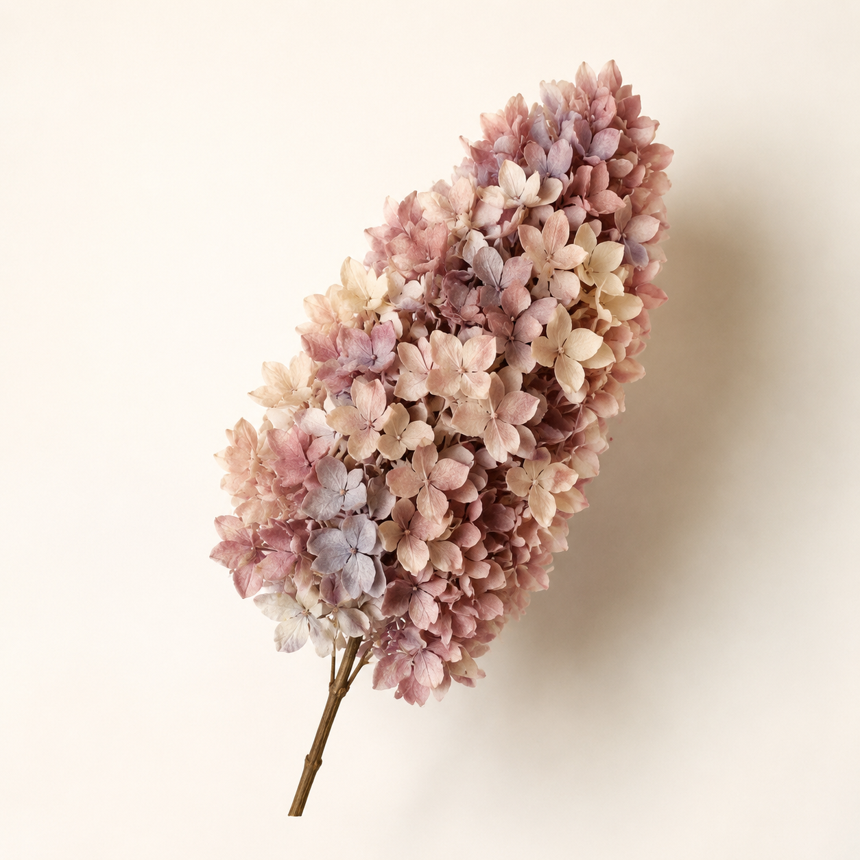 Hydrangea - Multicolor Collection I