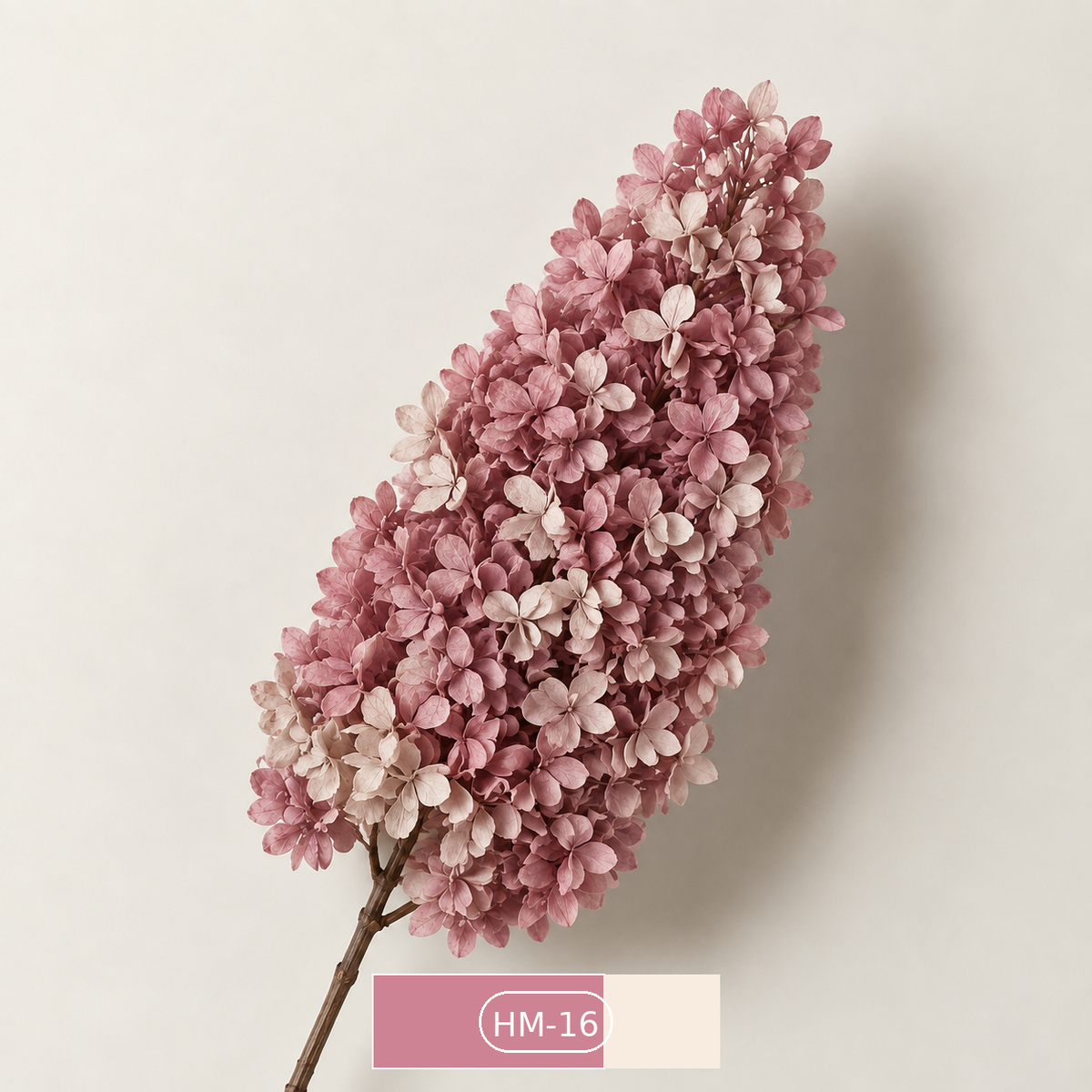 Hydrangea - Multicolor Collection I