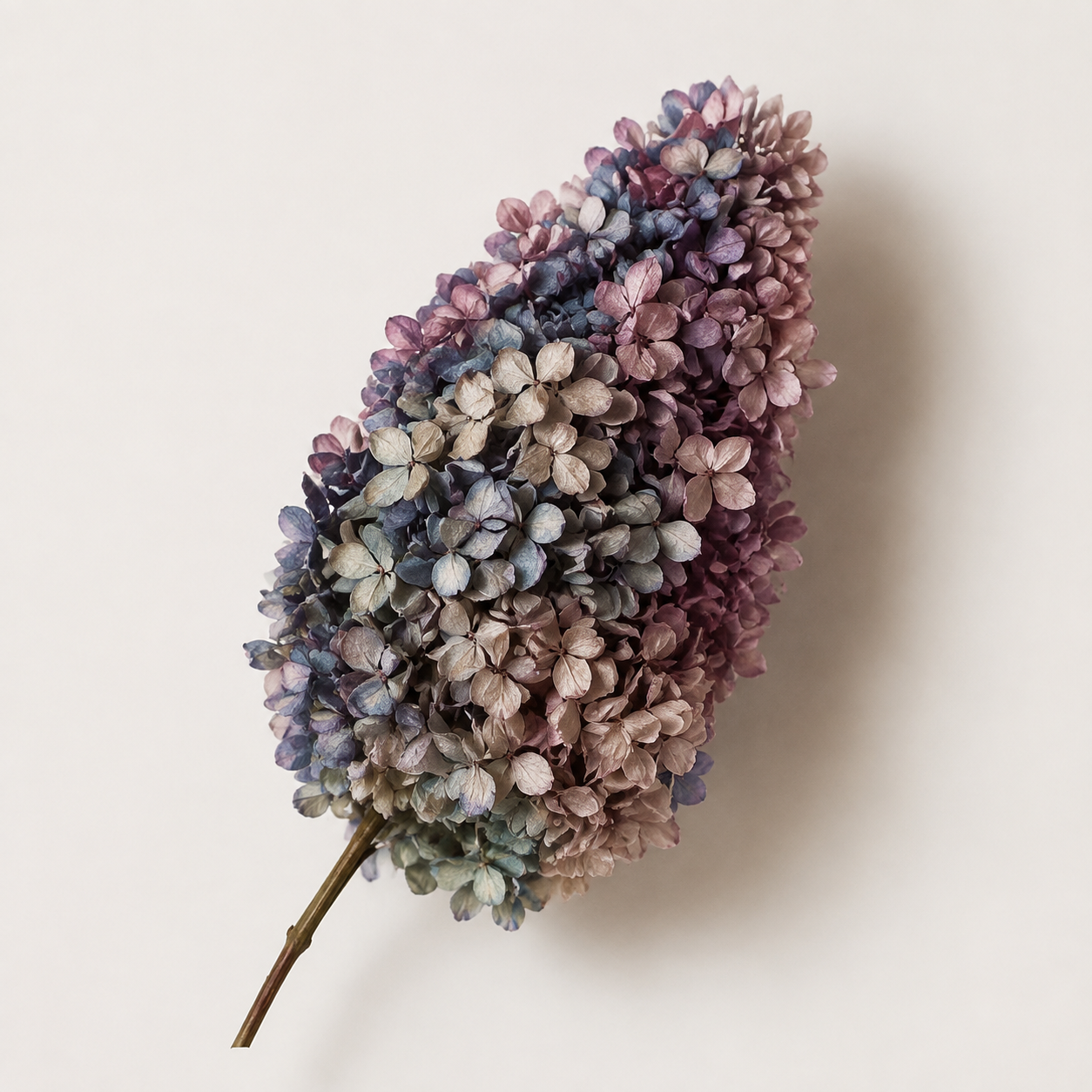 Hydrangea - Multicolor Collection I