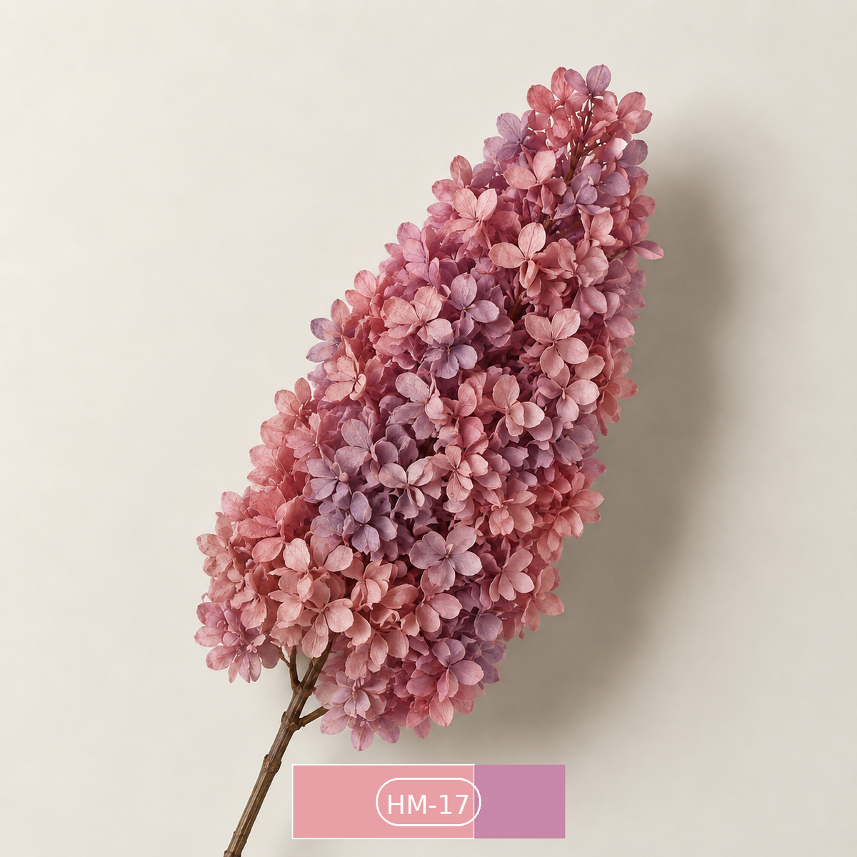 Hydrangea - Multicolor Collection I