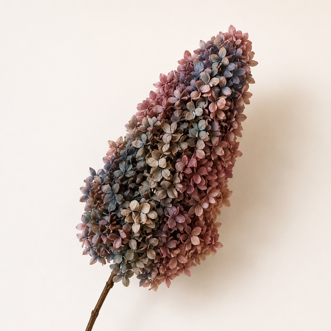 Hydrangea - Multicolor Collection I