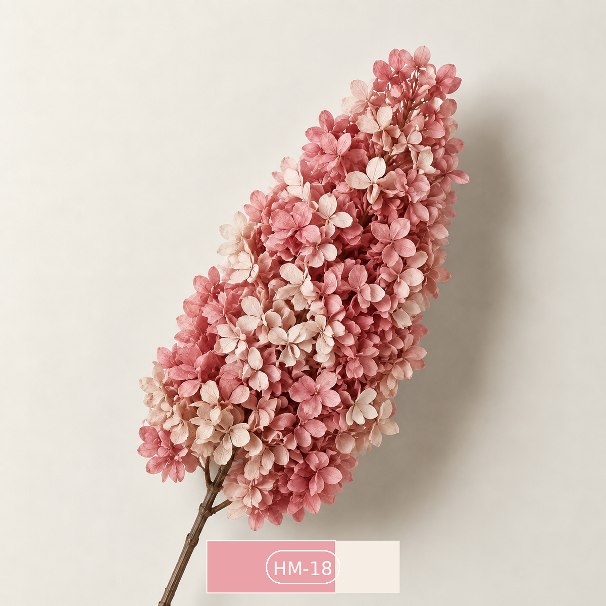 Hydrangea - Multicolor Collection I