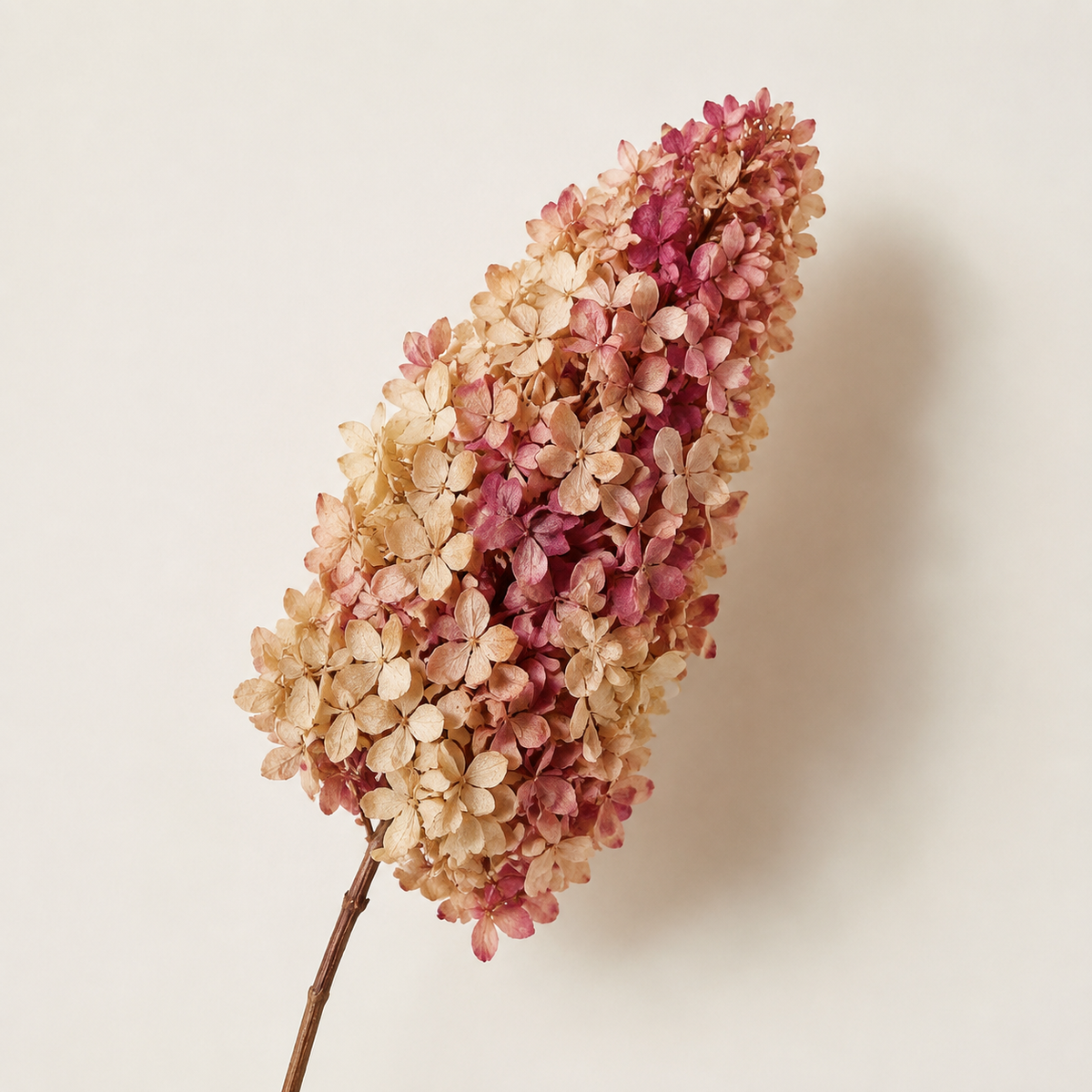 Hydrangea - Multicolor Collection I
