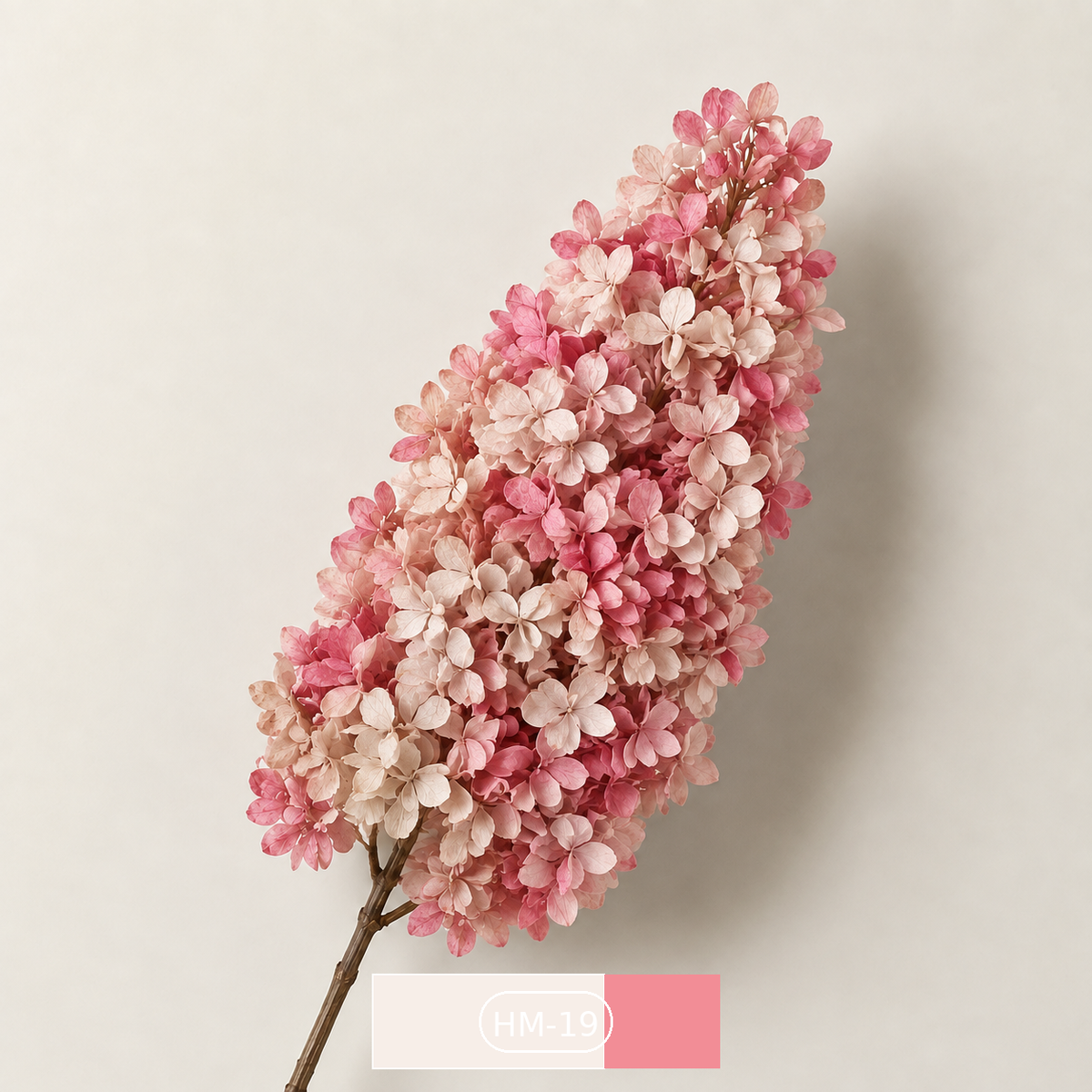 Hydrangea - Multicolor Collection I