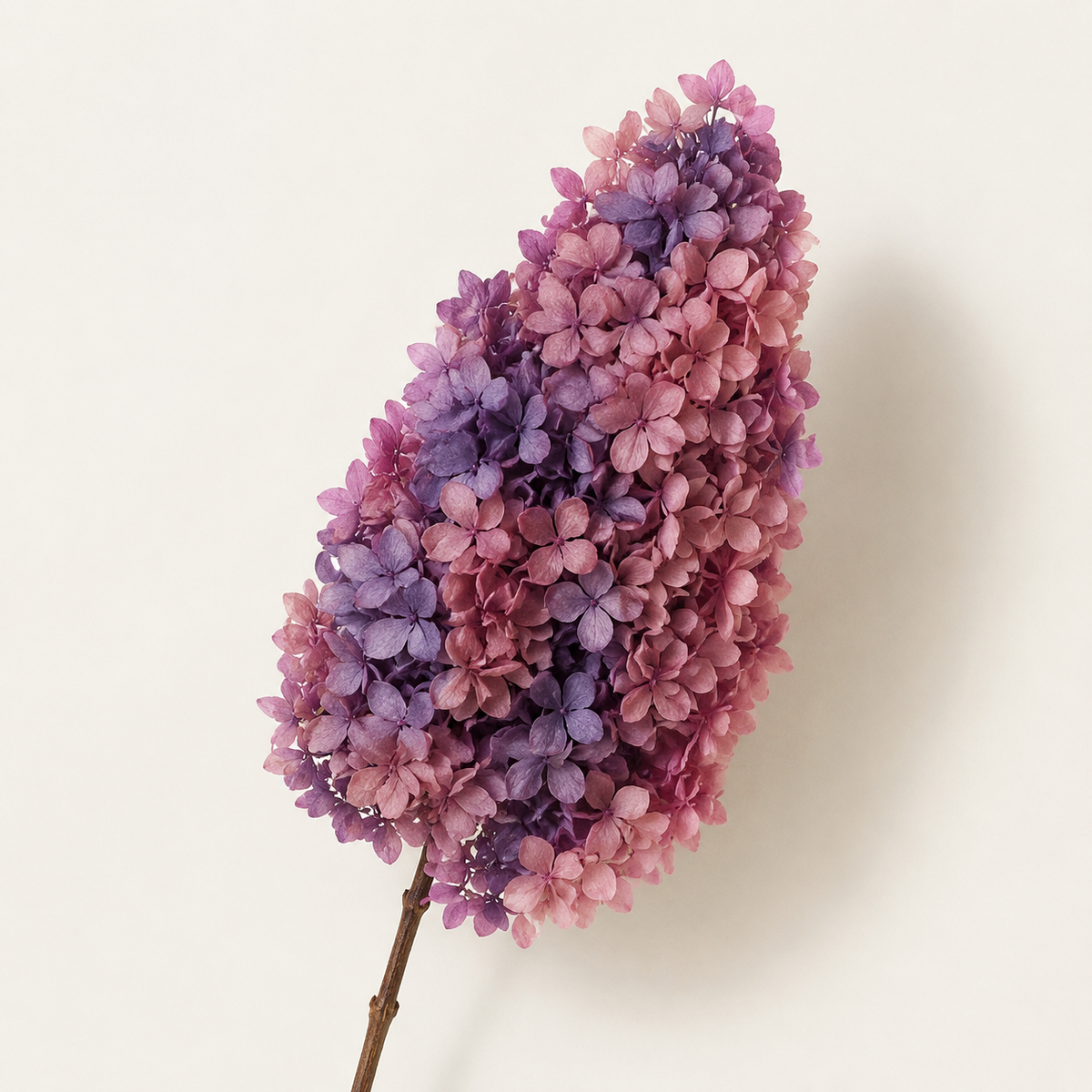 Hydrangea - Multicolor Collection I