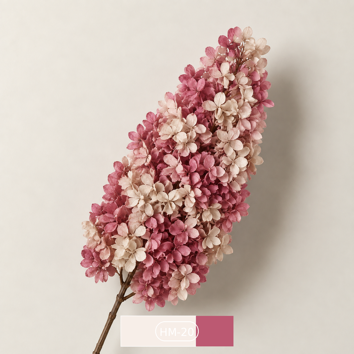 Hydrangea - Multicolor Collection I