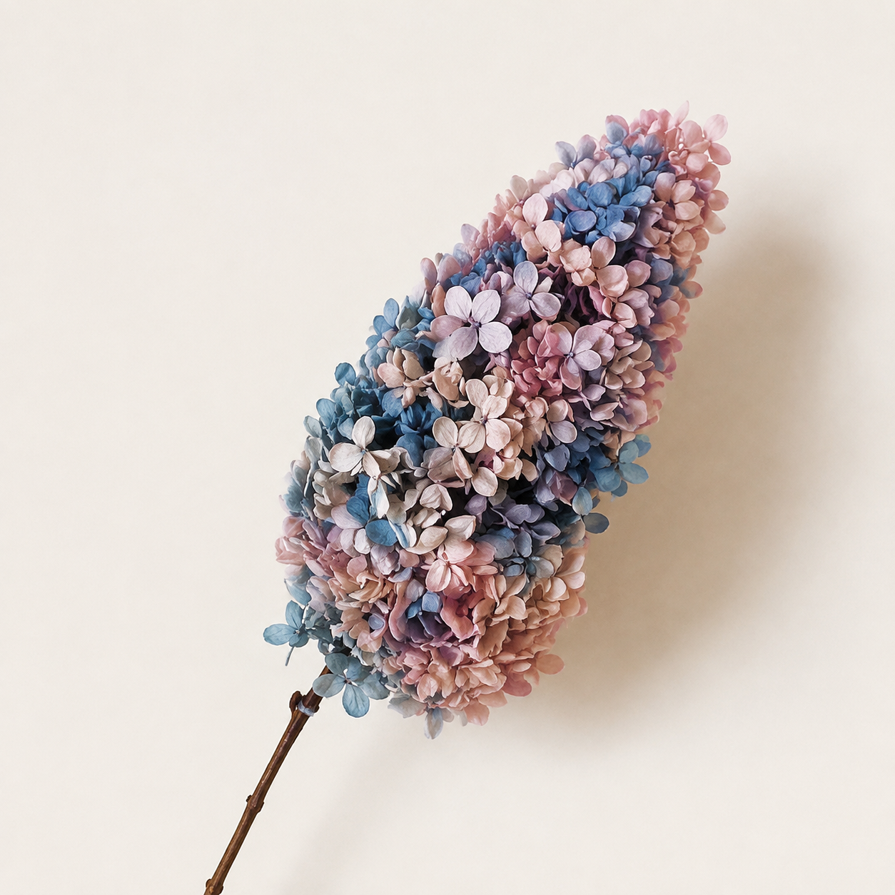 Hydrangea - Multicolor Collection I