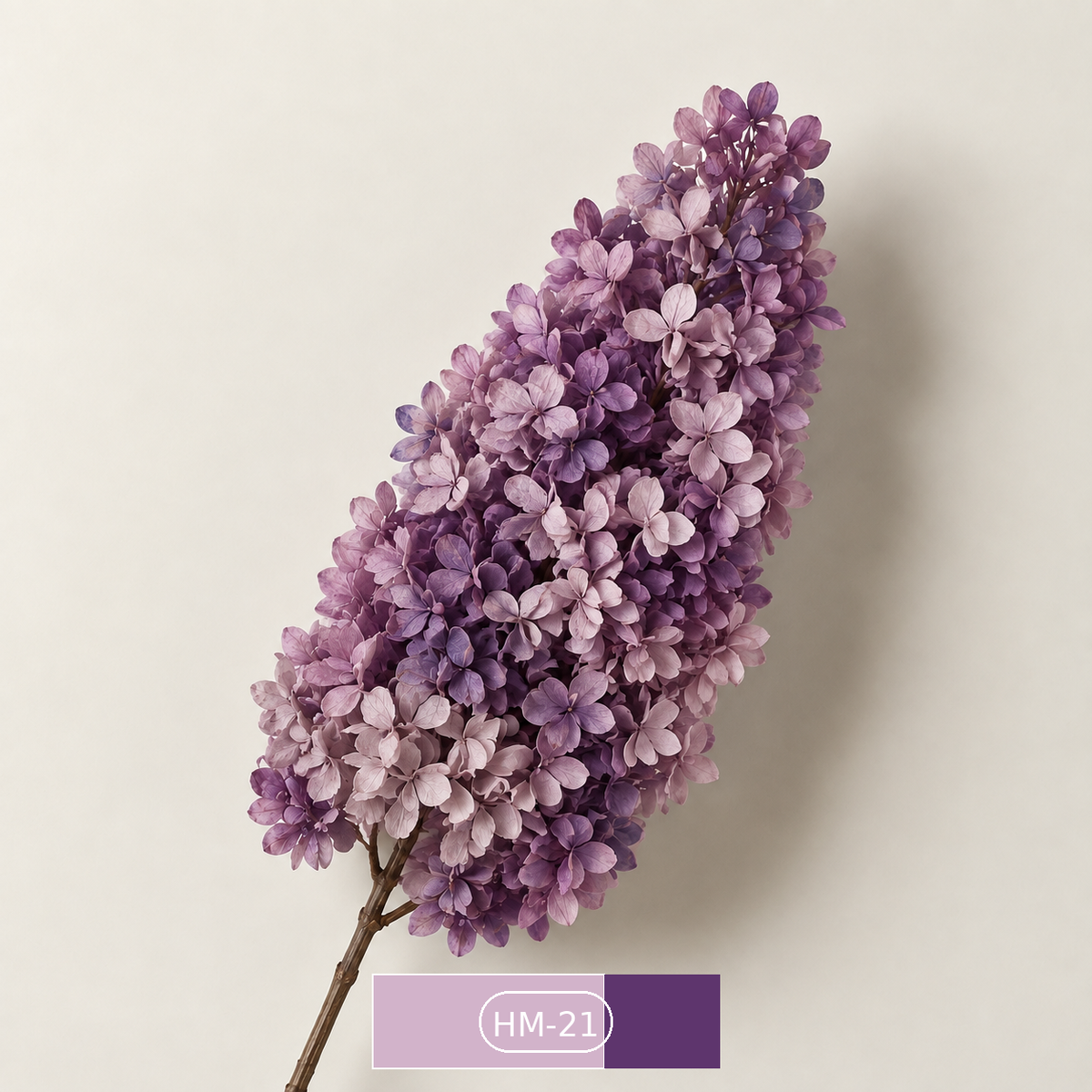 Hydrangea - Multicolor Collection I
