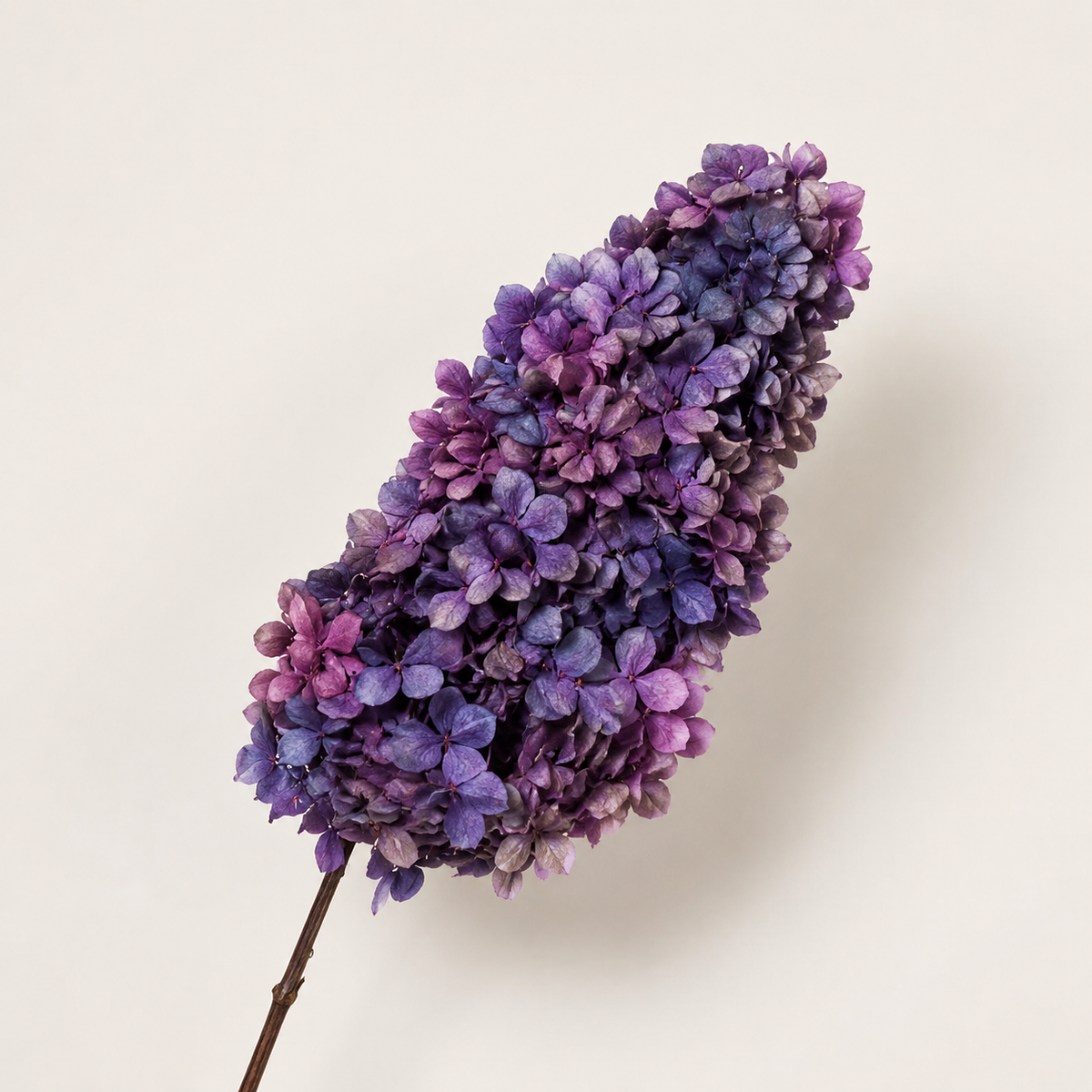Hydrangea - Multicolor Collection I