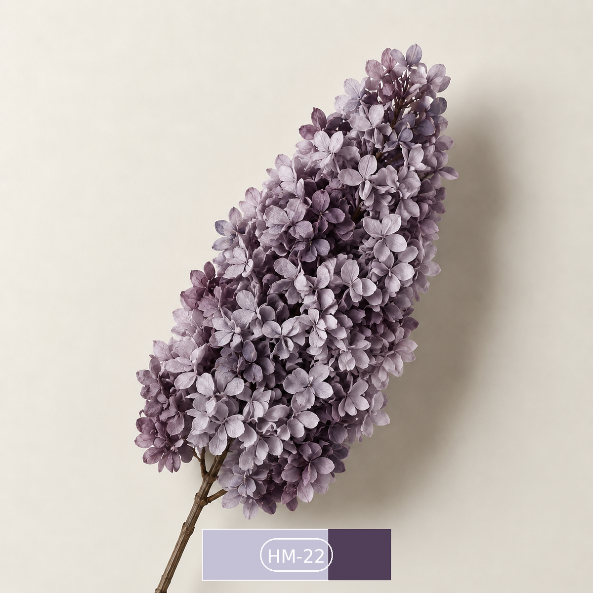 Hydrangea - Multicolor Collection I