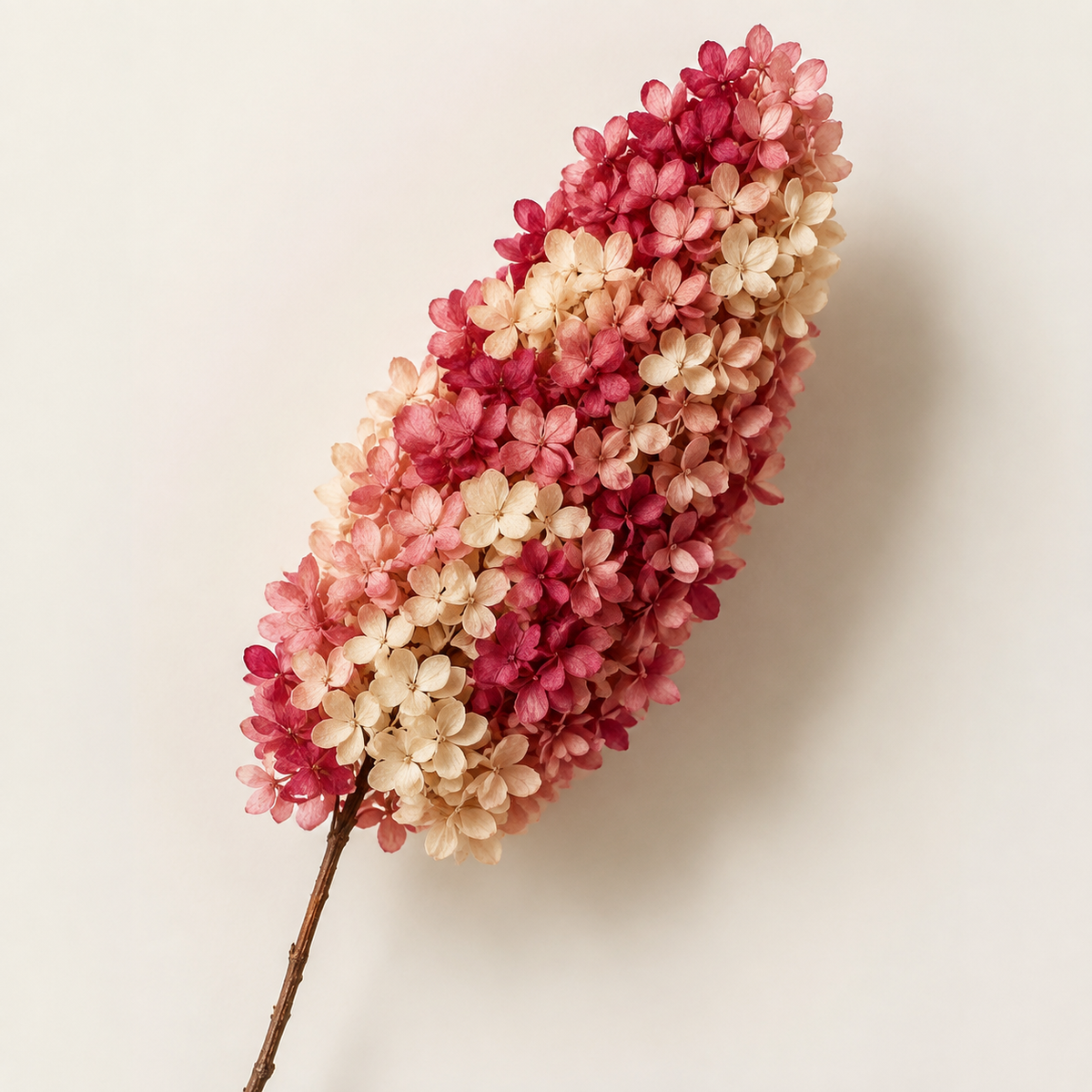 Hydrangea - Multicolor Collection I