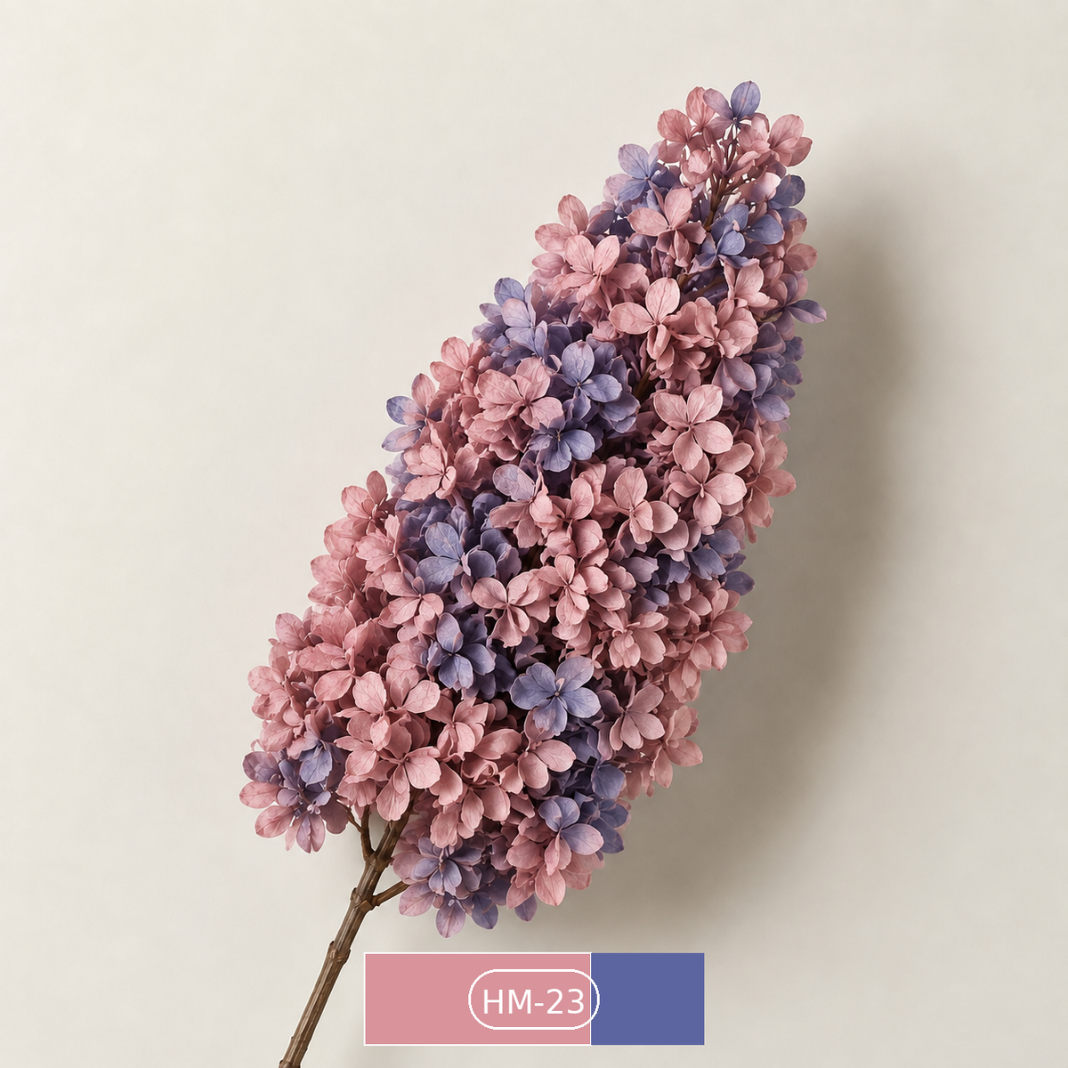 Hydrangea - Multicolor Collection I